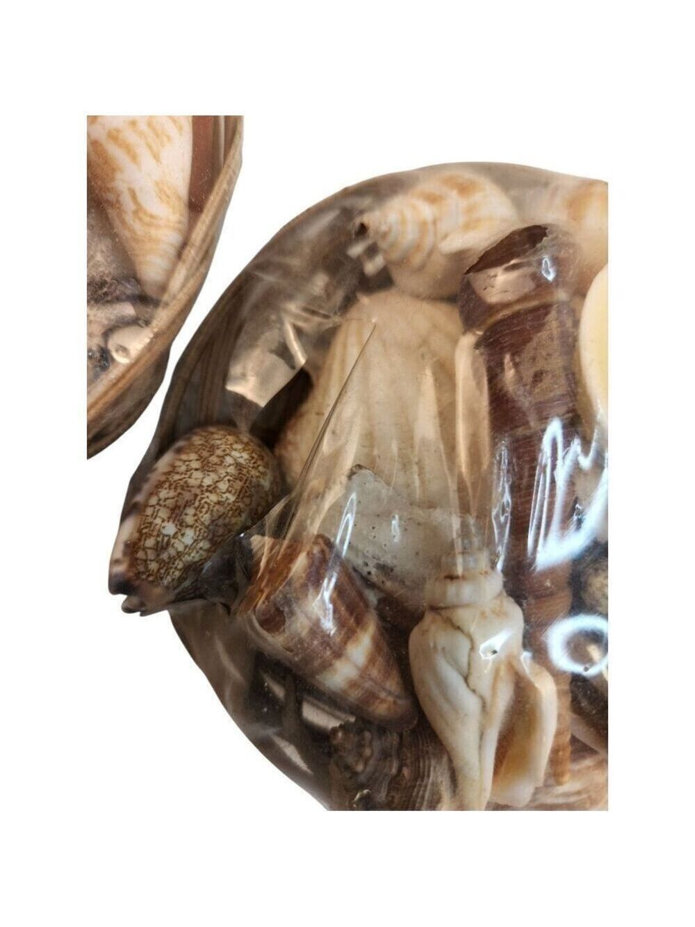 Seashell Basket Set 2 Decorative 5" x 3" - Picture 6 of 9